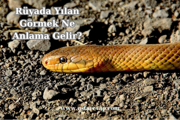 rüyada yılan görmek ne anlama gelir?