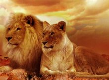 Rüyada Aslan Görmek Nedir?